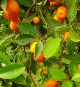 citrus aurantiacum v 9