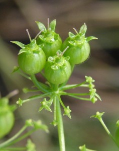 coriandrum sativum 11