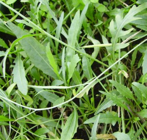 diplotaxis tenuifolia 3   