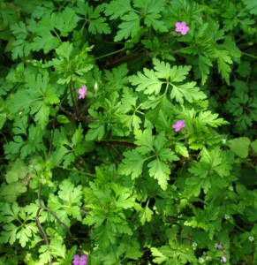 geranium robertianum 1  