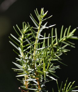 juniperus communis 35    