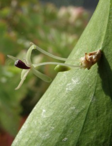 ruscus hypophyllum 7 