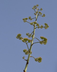 agave americana 1