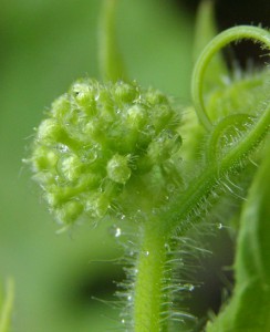 bryonia dioica 3