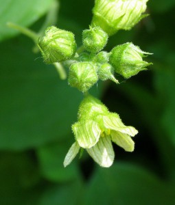 bryonia dioica 5 