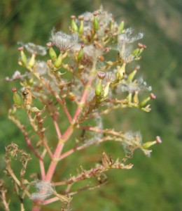 Centranthus ruber (4)