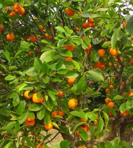 citrus aurantiacum v 8