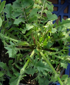 crepis vesicaria  subsp 1