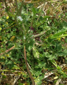 crepis vesicaria  subsp 2