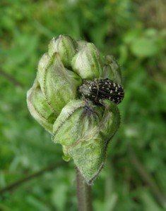 crepis vesicaria  subsp 4