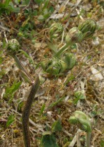 crepis vesicaria  subsp 5