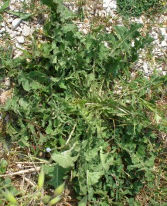 crepis vesicaria  subsp 6