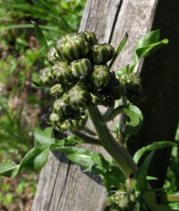 crepis vesicaria sub taraxacifolia 1 