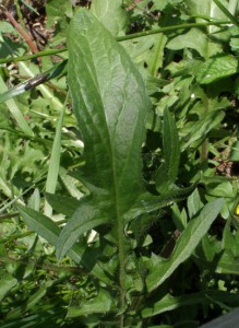 crepis vesicaria sub taraxacifolia 2 