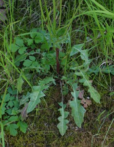 crepis vesicaria sub taraxacifolia 6 