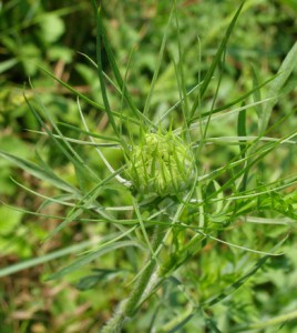 daucus carota subsp. 3 