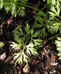 daucus carota subsp. 4  