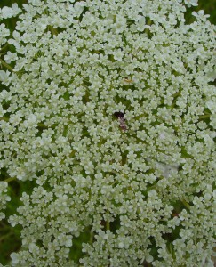 daucus carota subsp. 7  