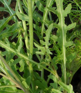 diplotaxis tenuifolia 1   