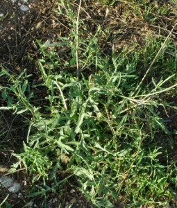 diplotaxis tenuifolia 5  