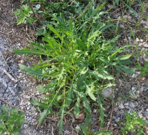 diplotaxis tenuifolia 7292142 