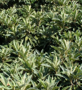 eriobotrya japonica 6 