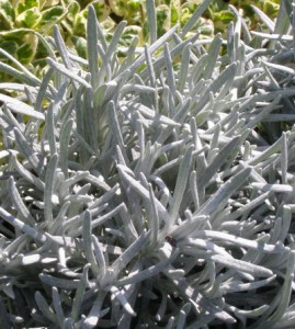 helicrysum italicum 2 