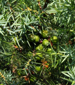 juniperus oxycedrus var 1     