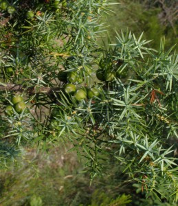 juniperus oxycedrus var 2     