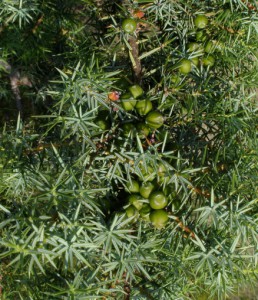 juniperus oxycedrus var 3     
