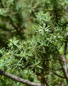 juniperus sp. 0563    
