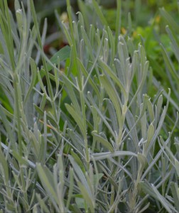 lavandula angustifolia 1