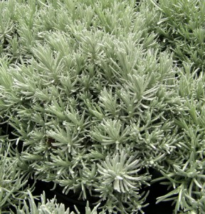 lavandula angustifolia 2