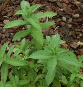 mentha longifolia 1