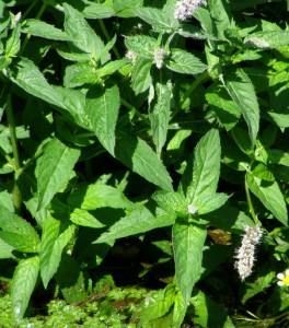 mentha longifolia 2