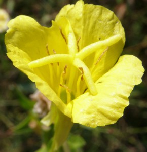 oenothera biennis 6  