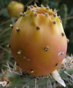 opuntia ficus-indica 4