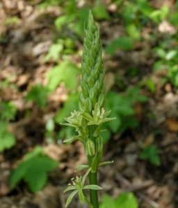 ornithogalum pyrenaicum (4) 