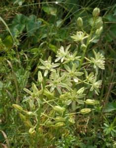ornithogalum pyrenaicum (7) 