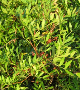 Pistacia lentiscus  6