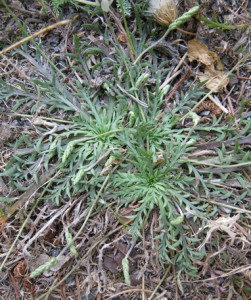 plantago coronopus subsp 4