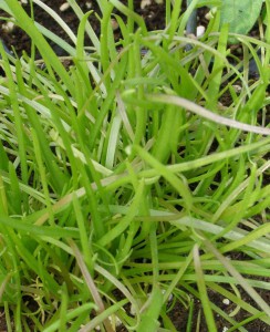 plantago coronopus subsp 4065536