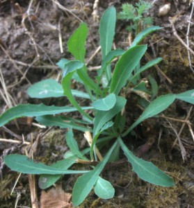 reichardia picroides 2  
