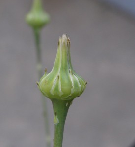 reichardia picroides 4285169