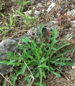 reichardia picroides 7 