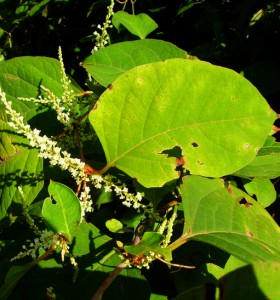 reynoutria japonica r