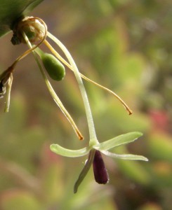 ruscus hypophyllum 8 