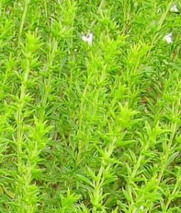 satureja hortensis 1