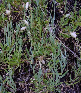 silene vulgaris subsp. angustifolia