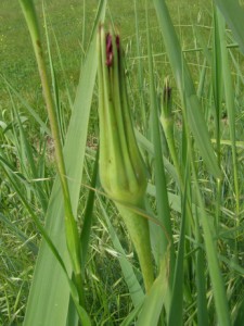 tragopogon porrifolius 2